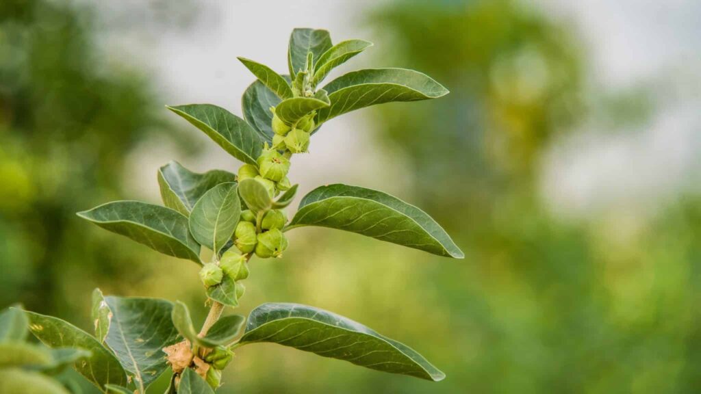best ashwagandha supplements for women over 50