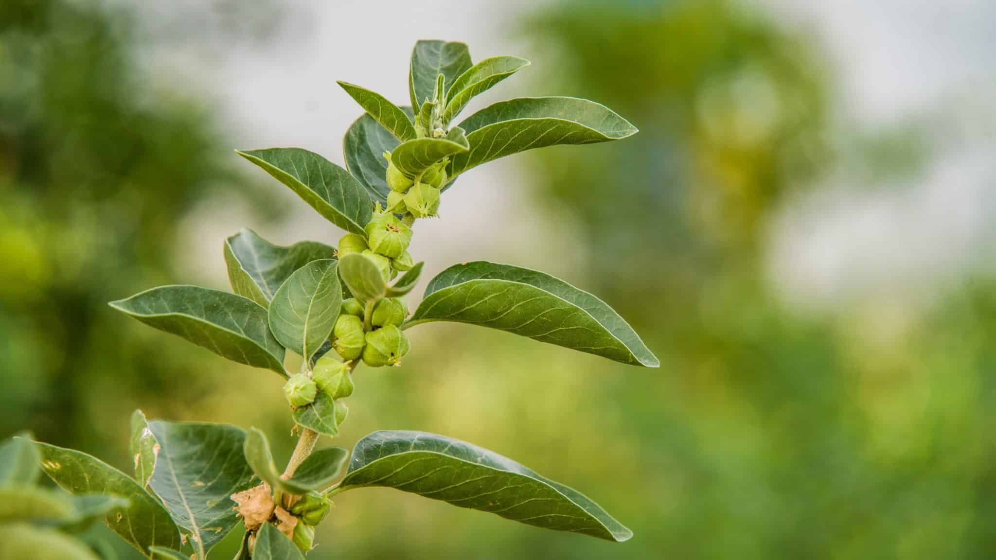 best ashwagandha supplements for women over 50