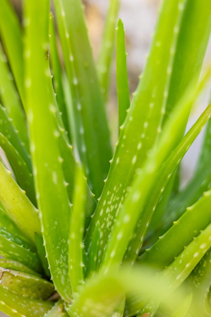 aloe vera for women over 50