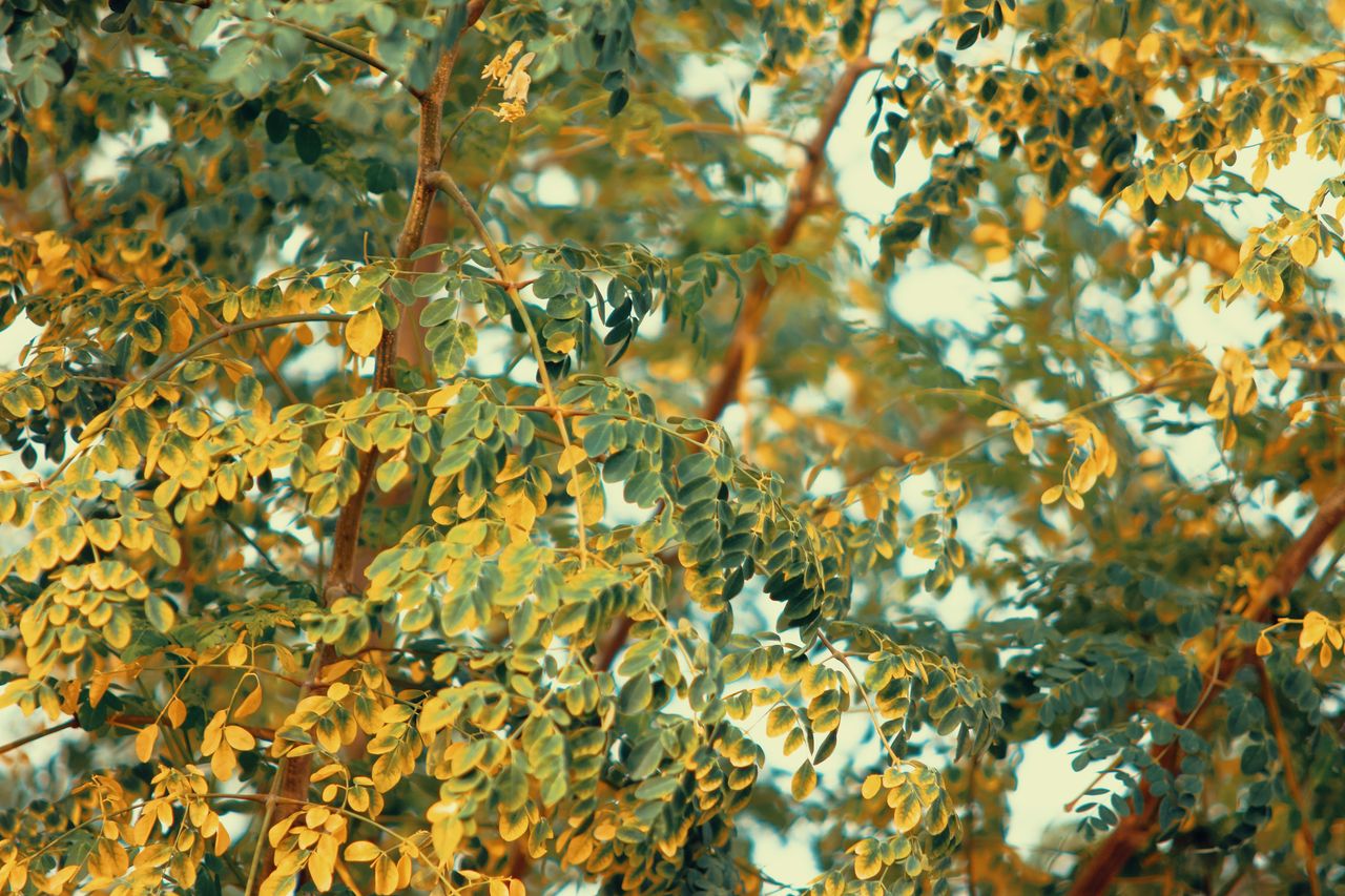 best moringa supplements for women over 50