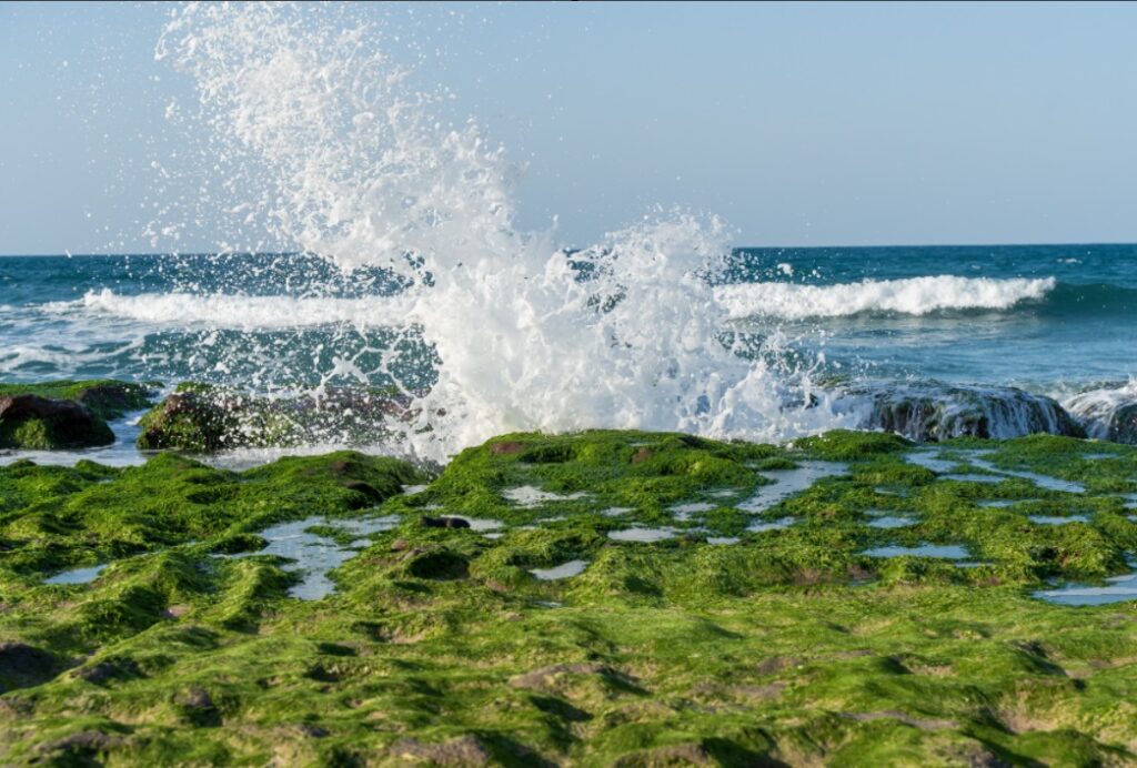 best chlorella supplements for women over 50