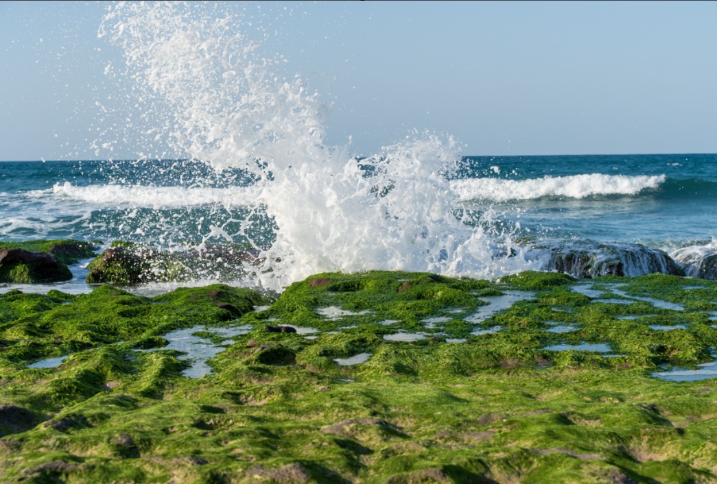 best chlorella supplements for women over 50