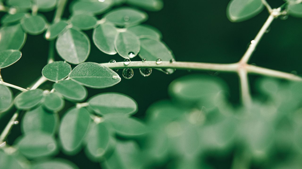 Moringa oleifera leaves with morning dew