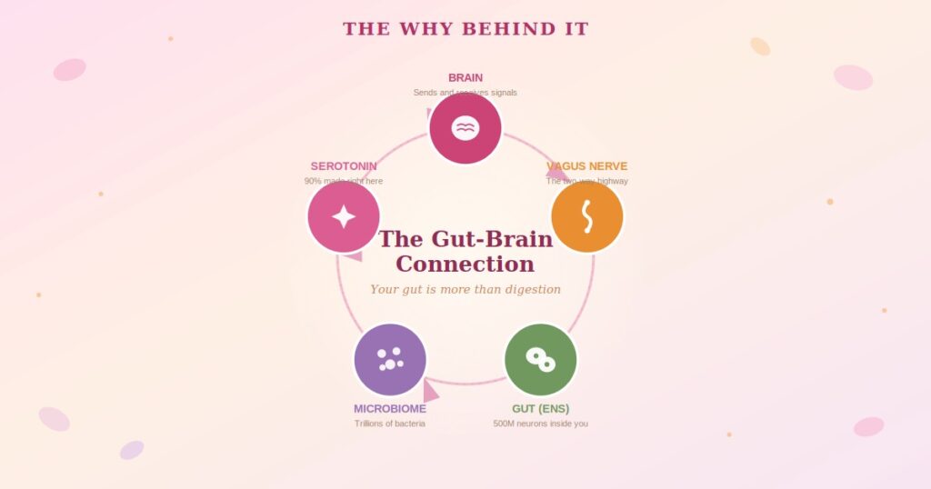 The gut-brain connection cycle — brain, vagus nerve, gut, microbiome and serotonin working together